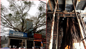 Bắc Ninh: Cây đề trăm tuổi bị một hộ dân 'bức tử', xây nhà ôm trọn gốc