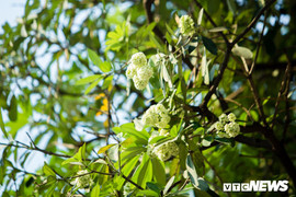 Hoa sữa nở giữa mùa hè: Chuyên gia lý giải do cây 'lầm tưởng' mùa thu đến'