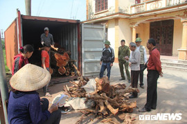 Dân làng Phụ Chính, Hà Nội sắp bán đấu giá hơn 5 tấn gỗ sưa, đắt nhất 32 triệu đồng/kg