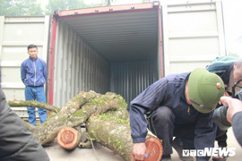 Không có ai mua, 5 tấn gỗ sưa ở Chương Mỹ 'ế sưng, ế xỉa'