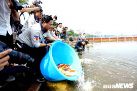 Chuyên gia Nhật Bản thả 100 con cá Koi xuống sông Tô Lịch và Hồ Tây
