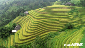 Ảnh: Ruộng bậc thang mùa lúa chín ở Hà Giang, cảnh đẹp mỗi năm chỉ có một lần