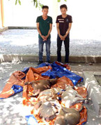 Hàng chục cảnh sát vây bắt nhóm 'cẩu tặc' thuê xe ô tô đi trộm chó