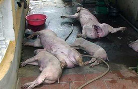Thịt lợn chết, bốc mùi hôi thối suýt lên bàn ăn của công nhân