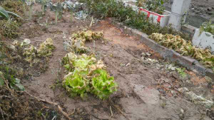 Phun thuốc diệt cỏ vào rau đầu độc hàng xóm