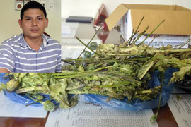 Bắt chủ phòng khám chẩn trị y học cổ truyền bán cây, quả thuốc phiện