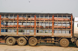 Bắt giữ gần 7 tấn lợn nhiễm bệnh lở mồm long móng suýt tuồn ra thị trường