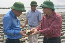 Vì sao hàng ngàn tấn hàu bị chết tại Quảng Ninh?