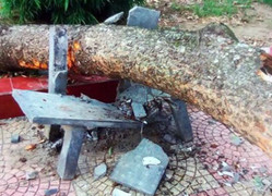 Bị cành cây rơi trúng đầu, nữ hiệu phó thiệt mạng tại sân trường