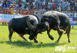 Ấn tượng màn quyết chiến của các 'ông trâu' tại chung kết Lễ hội chọi trâu Đồ Sơn 2017