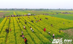 Video, ảnh: Cánh đồng hoa cải tuyệt đẹp ở Thái Bình nhìn từ trên cao