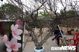 Ảnh: Cận cảnh những gốc đào đá giá 90 triệu đồng xuống phố Hải Phòng