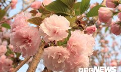 Ảnh: Chiêm ngưỡng hoa anh đào Nhật Bản, mai vàng Yên Tử đua sắc
