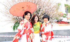 Ảnh: Hoa anh đào Nhật Bản khoe sắc trên đất Cảng khiến nhiều người thích thú