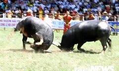 Đồ Sơn chốt phương án lễ hội chọi trâu năm 2018
