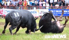 Ảnh: Hồi hộp nghẹt thở xem màn quyết chiến của các 'ông trâu' Đồ Sơn, Hải Phòng