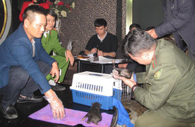 Bắt vụ vận chuyển 2 con gấu ngựa quý hiếm tại Hải Phòng