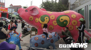 Ảnh: Xuất hiện đàn lợn vàng khổng lồ ở Hải Phòng