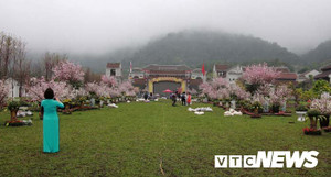 Ảnh: Ngắm hoa anh đào Nhật Bản, mai vàng đua sắc ở non thiêng Yên Tử