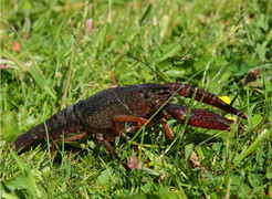 Vì sao tôm hùm đất bị 'cấm cửa' tại Việt Nam?