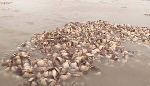 Ngao nuôi ở Đồ Sơn chết hàng loạt, nhiều hộ dân mất trắng