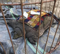 Ngư dân bắt được con ba ba 'khủng' ở Hải Phòng