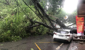 Cây phượng trên phố Hải Phòng bật gốc, đè bẹp đầu ô tô đang đỗ, một phụ nữ bị thương