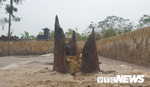 Cận cảnh bãi cọc gần nghìn năm tuổi vừa phát lộ tại Hải Phòng