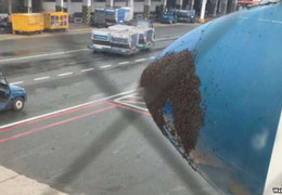 Hy hữu: Hàng nghìn con ong bu đen đầu máy bay Vietnam Airlines