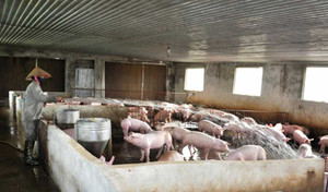 Chống nắng nóng, lắp điều hòa cho... lợn