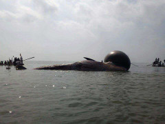 Cả làng ngừng đi biển, ở nhà để tang cá voi khổng lồ dạt vào biển Nghệ An