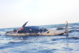 Cận cảnh trục vớt cá voi khủng ở Nghệ An