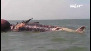 Clip: Xác cá voi nặng 7 tấn đang phân hủy dạt vào biển Nghệ An