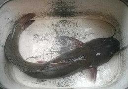 Cách phân biệt cá sông nuôi, cá sông xịn