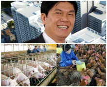 Theo chân bầu Đức, Hòa Phát đi nuôi lợn