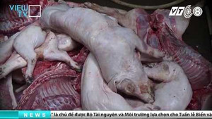 Clip: Thâm nhập lò giết mổ heo bệnh, heo chết tím tái, bốc mùi nồng nặc