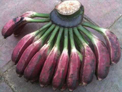 Cây chuối hột: 'Thần dược' trị bệnh từ gốc đến ngọn