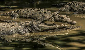 Tắm biển ban đêm, nữ du khách mất tích, nghi bị cá sấu ăn thịt