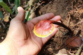 Lạc vào vương quốc của ‘thần dược’ nấm linh xanh vùng Đông Bắc