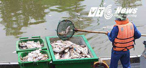 Cá chết hàng loạt ở nhiều địa phương, người phát ngôn Chính phủ lên tiếng