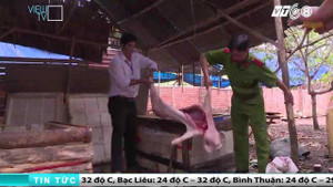 Clip: Theo chân công an triệt phá hàng loạt ổ heo bẩn, heo bệnh