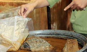 Phát hiện 2 cơ sở ủ mắm dòi bò lúc nhúc