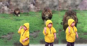 Sư tử khổng lồ lao đến đòi cắn bé 2 tuổi