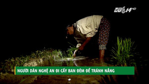 Clip: Dân Nghệ An đi cấy đêm để tránh nắng