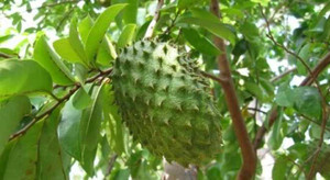 Lá mãng cầu xiêm: 'Thần dược' chữa ung thư tốt gấp nghìn lần hóa trị