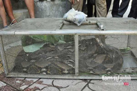 Những lời đồn dựng tóc gáy về con trăn khổng lồ trong chuồng bò