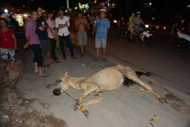 Tông phải ngựa giữa đường, tài xế xe hơi nhập viện