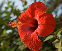 Thuốc quý ven đường đánh tan sỏi thận