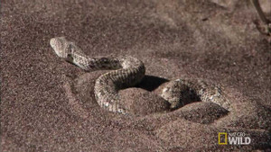 Nghệ thuật săn mồi đỉnh cao của rắn cát sa mạc