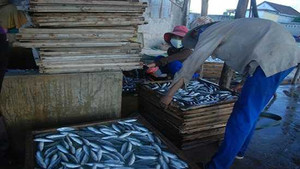 Cá nục nhiễm phenol, Phó Cục trưởng Cục ATTP: 'Mỗi ngày ăn 2 lạng cá cũng không sao'